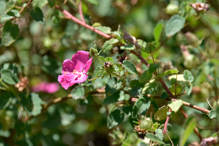 Rock Rose grows up to 4 feet or more and blooms from April to November. Pavonia lasiopetala 